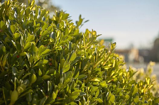 Texture of leaves of the plant of the evonym at spring with a thick foliage of leaves under the shining sun.