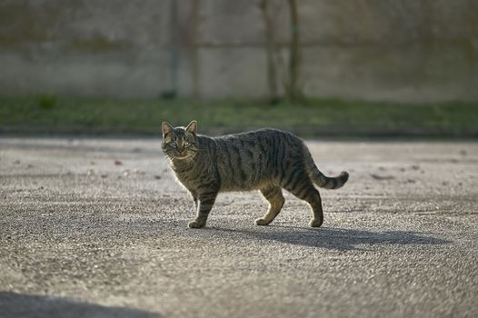 Tabby Cat of average height who walks in front of the point of recovery.