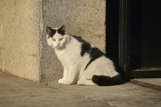 Small black and white cat sitting warming in the sun beside a wall.