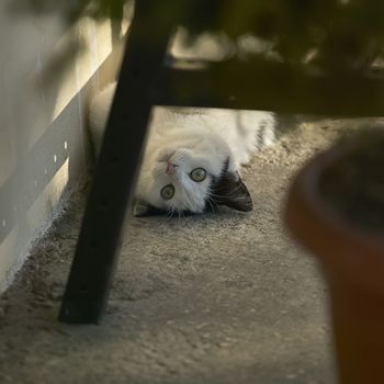 Little black and white cat on the ground as he rolls and plays with who is watching him.