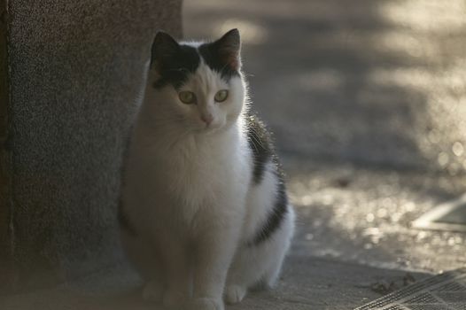 Portrait of a small black and white kitten while sitting in front of the house door.