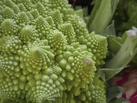 Detail of the perfect geometries of a Roman cabbage: a vegetable very common in Italian cuisine.