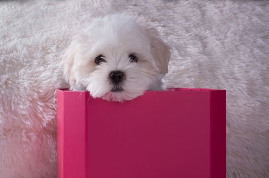 Adorable two months white Shih tzu puppy dog in a box