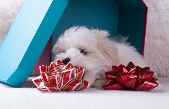 Adorable two months white Shih tzu puppy dog