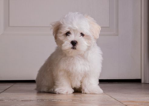 Adorable two months white Shih tzu puppy dog