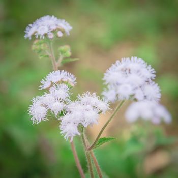 Selective focus blossom Ageratum conyzoides flower in rural area of North Vietnam. Beauty flower with mauve color and a white frame. In Vietnamese, the plant is called cut lon pig feces