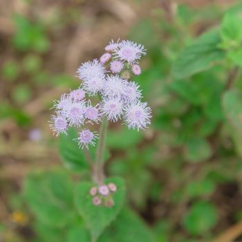 Bush of blossom Ageratum conyzoides flower in rural area of North Vietnam. Beauty flower with mauve color and a white frame. In Vietnamese, the plant is called cut lon pig feces