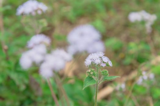 Selective focus blossom Ageratum conyzoides flower in rural area of North Vietnam. Beauty flower with mauve color and a white frame. In Vietnamese, the plant is called cut lon pig feces