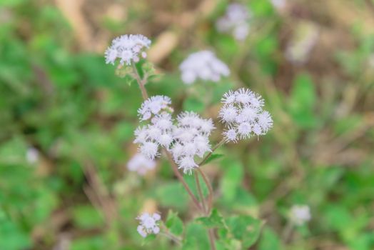 Bush of blossom Ageratum conyzoides flower in rural area of North Vietnam. Beauty flower with mauve color and a white frame. In Vietnamese, the plant is called cut lon pig feces