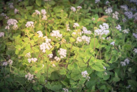 Field of flowers Ageratum conyzoides blooming in rural area of North Vietnam. Beauty flower with mauve color and a white frame. In Vietnamese, the plant is called cut lon pig feces