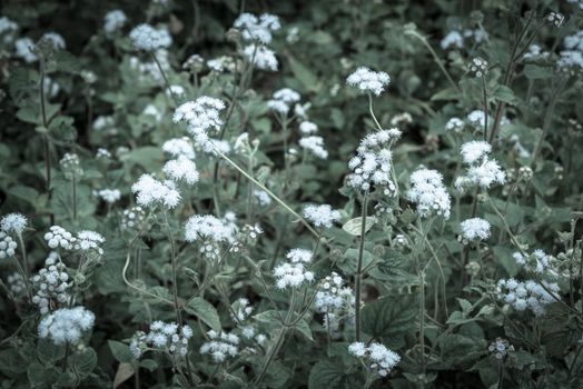 Vintage tone field of flowers Ageratum conyzoides blooming in rural area of North Vietnam. Beauty flower with mauve color and a white frame. In Vietnamese, the plant is called cut lon pig feces