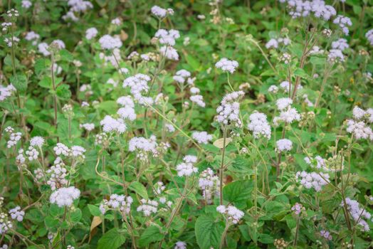 Field of flowers Ageratum conyzoides blooming in rural area of North Vietnam. Beauty flower with mauve color and a white frame. In Vietnamese, the plant is called cut lon pig feces