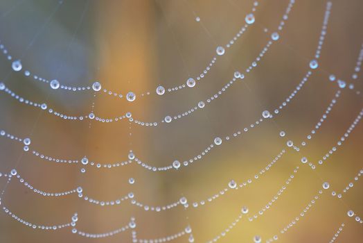 close up of a spider web with dew drops