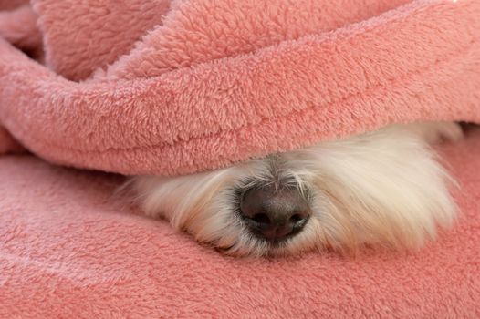 Nose Maltese dog relax under blanket