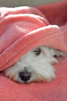 Maltese dog relax under blanket