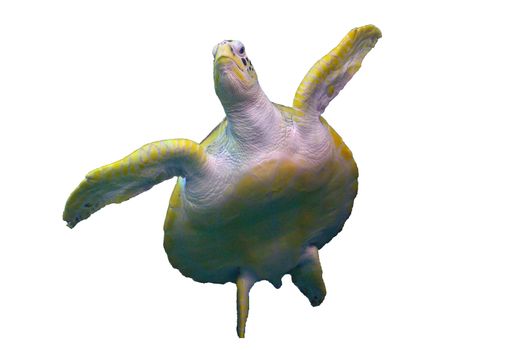 Sea turtle swimming in white background Isolate