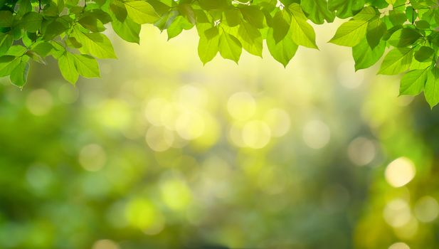 Leaf background bokeh blur green background