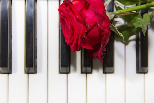 background of piano keys with a red rose