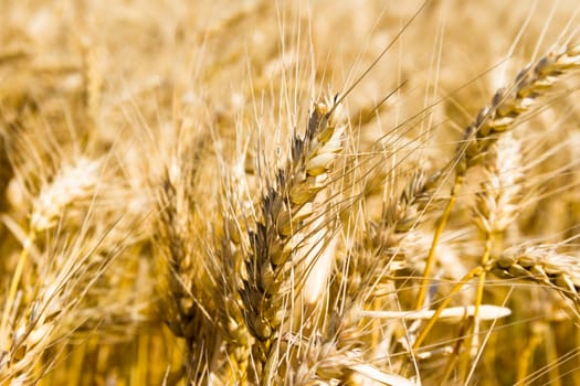 golden wheat by the sun in the field