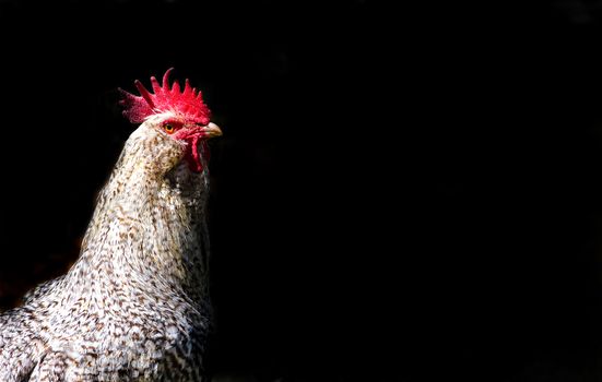 portrait of rooster isolated on black background with space for text