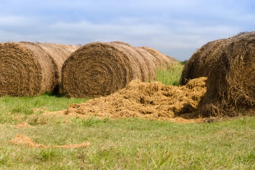 agricultural scene with alfalfa rolls in the argentinian countryside