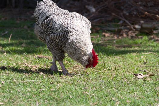 rooster called Bataraz in South America