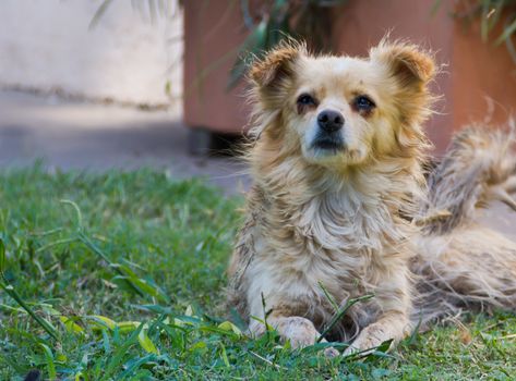 Stray dog victim of abandonment and cruelty