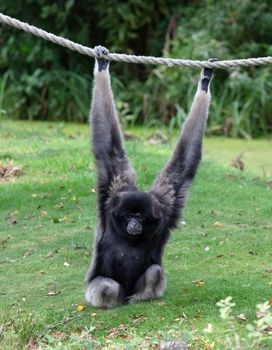 Silvery gibbon on the grass, hanging on a rope, selective focus