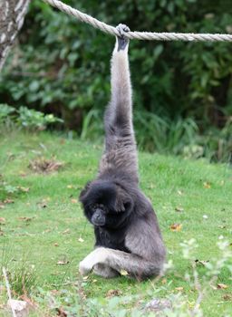 Silvery gibbon on the grass, hanging on a rope, selective focus