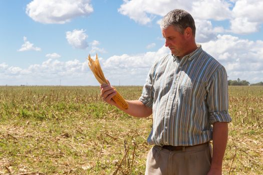 country man in the stubble of the corn crop