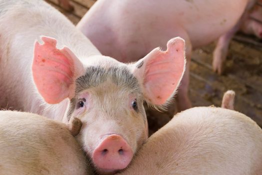 industrial pigs hatchery to consume its meat