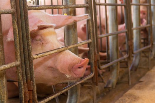 industrial pigs hatchery to consume its meat