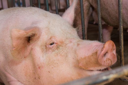 industrial pigs hatchery to consume its meat