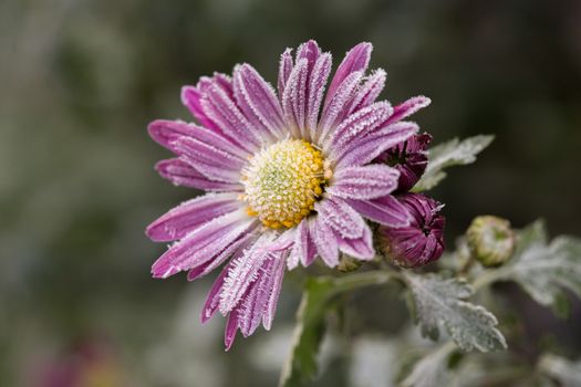 First frost, ice on flowers in late autumn. Hoarfrost on violet or pink chrysanthemum.