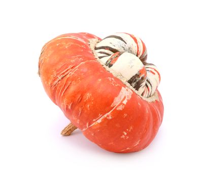 Profile of unusual Turks Turban squash with raised white centre and thin orange and brown stripes, on a white background