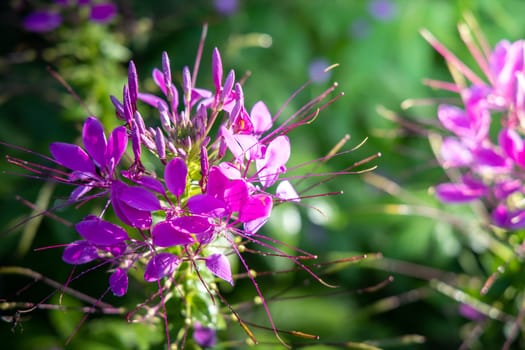 The background image of the colorful flowers, background nature