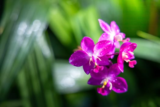 The background image of the colorful flowers, background nature