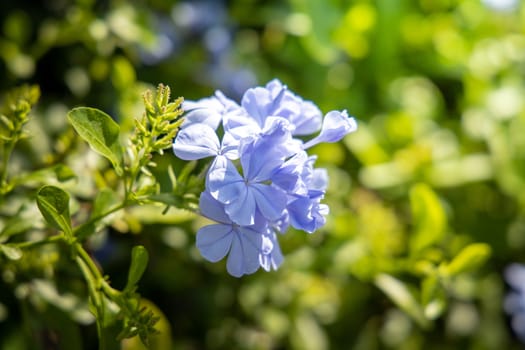 The background image of the colorful flowers, background nature