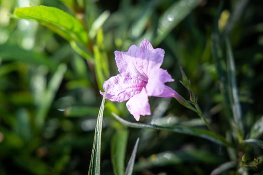 The background image of the colorful flowers, background nature