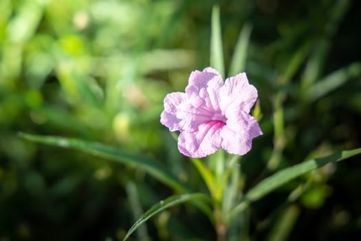 The background image of the colorful flowers, background nature