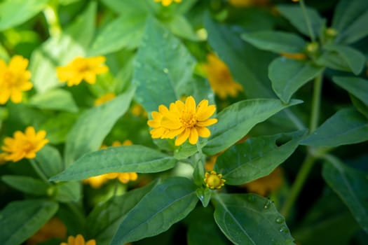 The background image of the colorful flowers, background nature