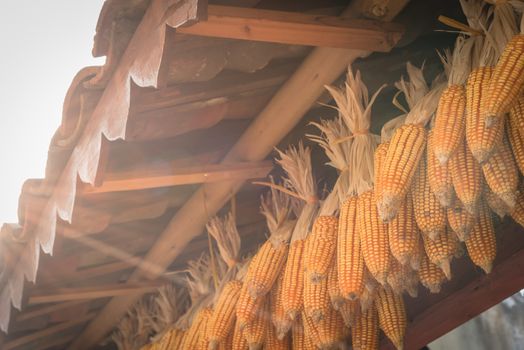 Strings of dried corn on cob hanging from rafters of local timber home in North Vietnam. Peeled organic corn drying inside a barn outbuilding at rural village