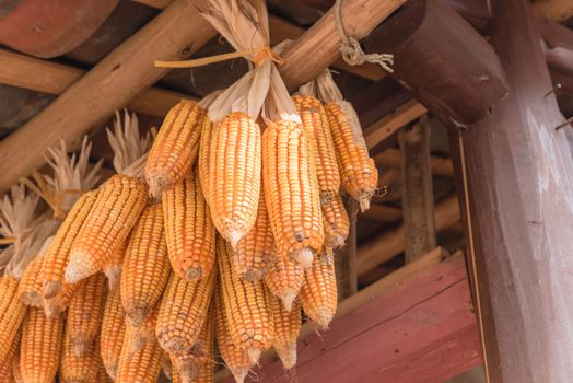 Strings of dried corn on cob hanging from rafters of local timber home in North Vietnam. Peeled organic corn drying inside a barn outbuilding at rural village