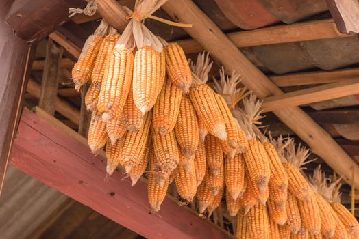 Strings of dried corn on cob hanging from rafters of local timber home in North Vietnam. Peeled organic corn drying inside a barn outbuilding at rural village