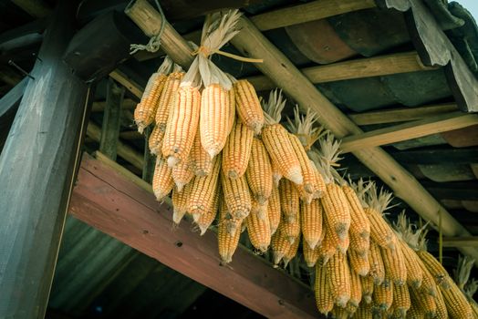 Vintage tone strings of dried corn on cob hanging from rafters of local timber home in North Vietnam. Peeled organic corn drying inside a barn outbuilding at rural village