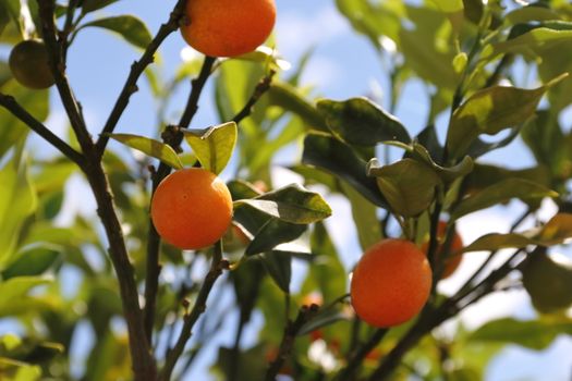 Cunquat fruits on the tree