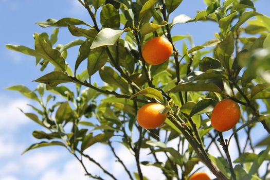 Cunquat fruits on the tree