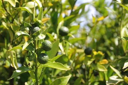 green tangerines on the tree