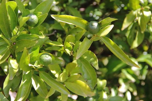 green tangerines on the tree