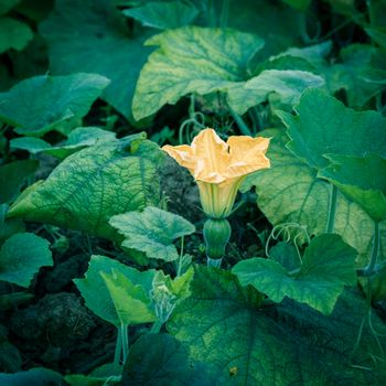 Close-up yellow pumpkin flower and young fruit at farm in the North Vietnam. Strong green pumpkin vine growing on clay soil with weed. Agriculture background.